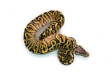 Load image into Gallery viewer, Male Pastel GHI Black Pastel Spotnose Ball Python