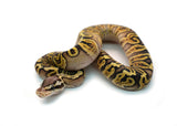Load image into Gallery viewer, Male Pastel GHI Black Pastel Spotnose Ball Python