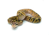 Load image into Gallery viewer, Male Pastel GHI Black Pastel Spotnose Ball Python