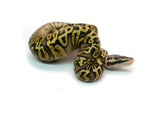 Load image into Gallery viewer, Male Pastel GHI Black Pastel Spotnose Ball Python