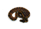 Load image into Gallery viewer, Male GHI Enchi het. Clown Ball Python