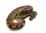 Load image into Gallery viewer, Male GHI Enchi het. Clown Ball Python