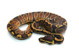 Load image into Gallery viewer, Male GHI Enchi het. Clown Ball Python