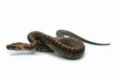 Load image into Gallery viewer, 2025 Female Granite het. Albino Burmese Python