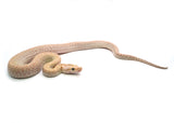 Load image into Gallery viewer, 2025 Female Hypo Granite het. Albino Burmese Python