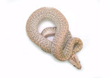 Load image into Gallery viewer, 2025 Female Hypo Granite het. Albino Burmese Python