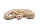 Load image into Gallery viewer, 2025 Female Hypo Granite het. Albino Burmese Python