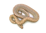 Load image into Gallery viewer, 2025 Female Hypo Granite het. Albino Burmese Python