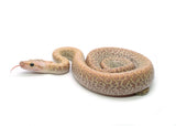 Load image into Gallery viewer, 2025 Female Hypo Granite het. Albino Burmese Python