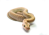 Load image into Gallery viewer, 2025 Male Hypo Granite het. Albino Burmese Python