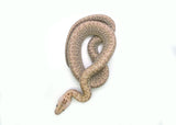 Load image into Gallery viewer, 2025 Male Hypo Granite het. Albino Burmese Python