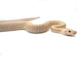 Load image into Gallery viewer, 2025 Male Hypo Granite het. Albino Burmese Python