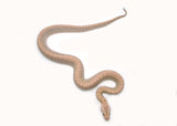 Load image into Gallery viewer, 2025 Male Hypo Granite het. Albino Burmese Python