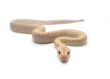 Load image into Gallery viewer, 2025 Male Hypo Granite het. Albino Burmese Python