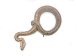 Load image into Gallery viewer, 2025 Male Hypo Granite het. Albino Burmese Python