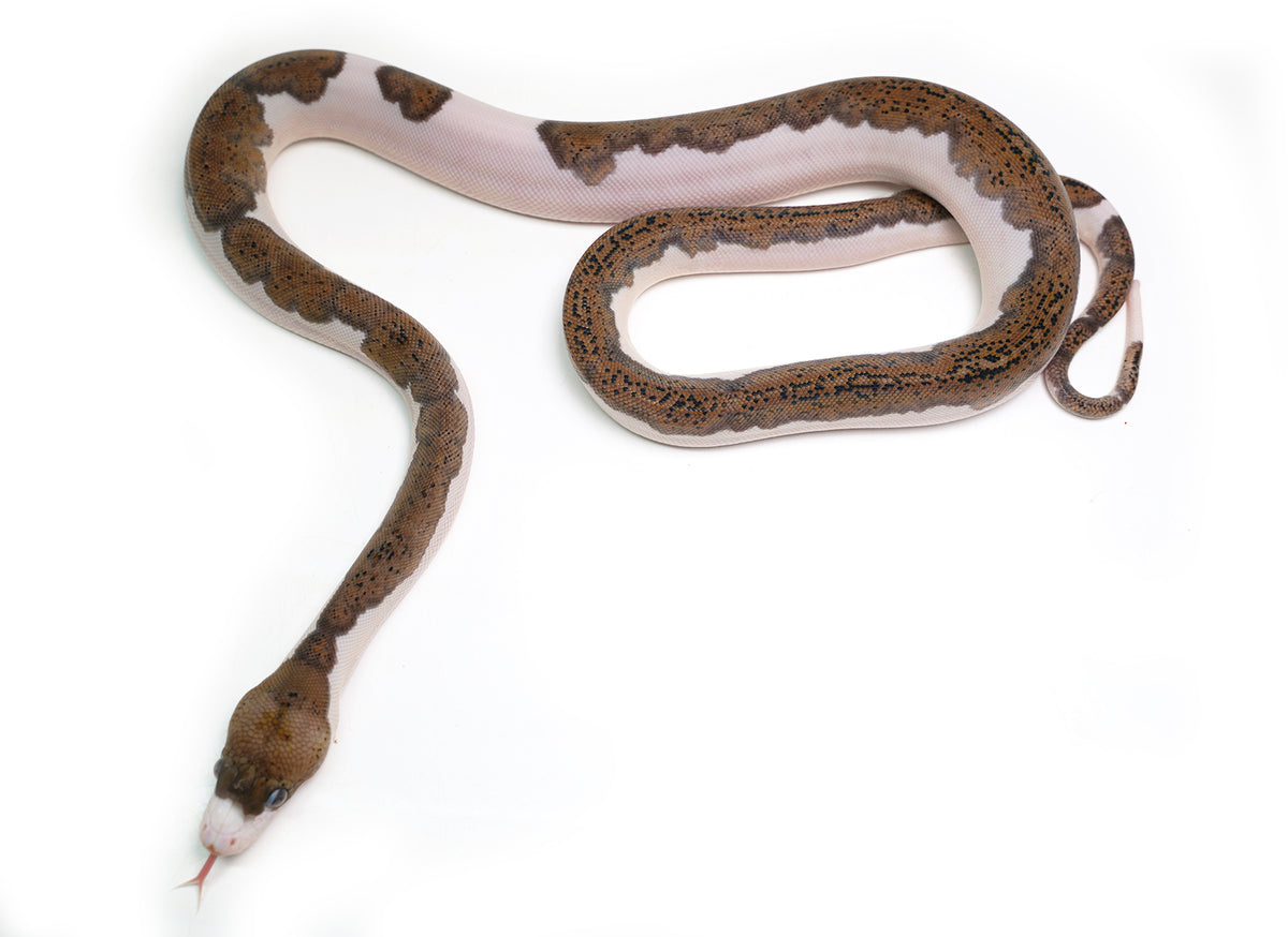 2025 Female Black Edge Piebald Reticulated Python – New England Reptile ...