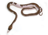 Load image into Gallery viewer, 2025 Female Black Edge Piebald Reticulated Python