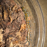 Load image into Gallery viewer, Scolopendra lufengia/lufengensis - Lufeng Blue Centipede