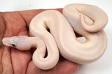 Load image into Gallery viewer, 24&#39; Female Super Mojave Wild Card Everything Ball Python - Checkout Adult Breeding