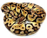 Load image into Gallery viewer, 2021 Female Pastel Het Desert Ghost with possible Het Clown Ball Python