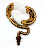Load image into Gallery viewer, 2021 Male Pied Leopard Ball Python