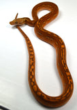 Load image into Gallery viewer, 2024 Female Marble Orange Ghost Stripe Het Purple Albino Reticulated Python