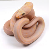 Load image into Gallery viewer, &quot;Holstein&quot; 2024 CBB Male Motley Cow Possible Marble Het Purple Albino Reticulated Python