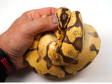 Load image into Gallery viewer, 2022 Male Pastel Super Enchi Fader (Odium) Possible Het Pied Ball Python - Hatin Henry