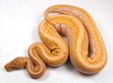 Load image into Gallery viewer, 2022 Female Coral Glow Cinnamon Calico Pinstripe Poss Special  Ball Python - SALE!