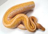 Load image into Gallery viewer, 2022 Female Coral Glow Cinnamon Calico Pinstripe Poss Special  Ball Python - SALE!