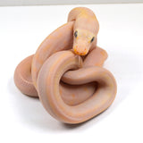 Load image into Gallery viewer, &quot;Holstein&quot; 2024 CBB Male Motley Cow Possible Marble Het Purple Albino Reticulated Python