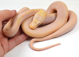 Load image into Gallery viewer, &quot;Bessie&quot; 2024 Female Purple Albino Cow Poss Marble Motley Reticulated Python *Free Shipping*