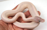 Load image into Gallery viewer, 24&#39; Male Super Mojave Black Head Wild Card Everything Ball Python - Checkout Adult Breeding