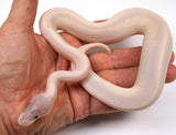 Load image into Gallery viewer, 24&#39; Male Super Mojave Black Head Wild Card Everything Ball Python - Checkout Adult Breeding