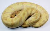 Load image into Gallery viewer, 2021 Female Coral Glow Lesser Enchi Malum Ball Python.