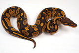 Load image into Gallery viewer, 24&#39; Female Black Head Lucifer Coffee Yellow Belly Ball Python - Checkout Adult Breeding