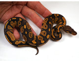 Load image into Gallery viewer, 24&#39; Female Black Head Lucifer Coffee Yellow Belly Ball Python - Checkout Adult Breeding