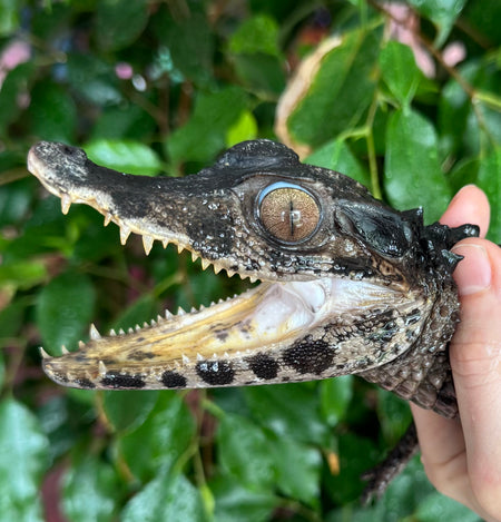 Tegus, Caiman, Geckos, Blue Tongue Skinks and Other Lizards