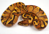 Load image into Gallery viewer, 24&#39; Male Odium Lucifer Enchi Coffee Yellow Belly  Fader Ball Python - Checkout Adult Breeding