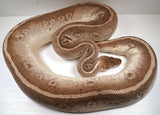 Load image into Gallery viewer, Female Breeder Pastel Soul Sucker +  Ball Python - SALE! Big 12 - 16 Egg Clutches