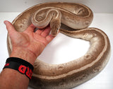 Load image into Gallery viewer, Female Breeder Pastel Soul Sucker +  Ball Python - SALE! Big 12 - 16 Egg Clutches