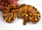 Load image into Gallery viewer, 24&#39; Male Odium Lucifer Enchi Coffee Yellow Belly  Fader Ball Python - Checkout Adult Breeding