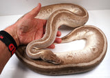 Load image into Gallery viewer, Female Breeder Pastel Soul Sucker +  Ball Python - SALE! Big 12 - 16 Egg Clutches