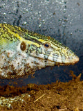 Load image into Gallery viewer, Female Hypo Nile Monitor