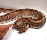 Load image into Gallery viewer, Female Breeder Enchi HG Woma Granite Yellow belly Ball Python - SALE! 8 - 10 Egg clutches