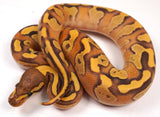 Load image into Gallery viewer, 24&#39; Male Odium Lucifer Enchi Coffee Yellow Belly  Fader Ball Python - Checkout Adult Breeding in description - FREE SHIPPING!