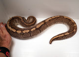 Load image into Gallery viewer, Female Breeder Enchi HG Woma Granite Yellow belly Ball Python - SALE! 8 - 10 Egg clutches