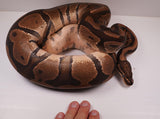 Load image into Gallery viewer, Female Breeder Het. Circus Compatible with Clown Ball Python 8 - 10 Egg clutches