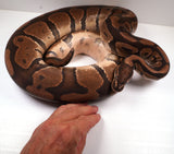 Load image into Gallery viewer, Female Breeder Het. Circus Compatible with Clown Ball Python 8 - 10 Egg clutches