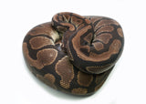 Load image into Gallery viewer, Adult Female Het Cryptic Ball Python